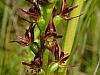 Prasophyllum barnettii - graceful Leek Orchid.jpg